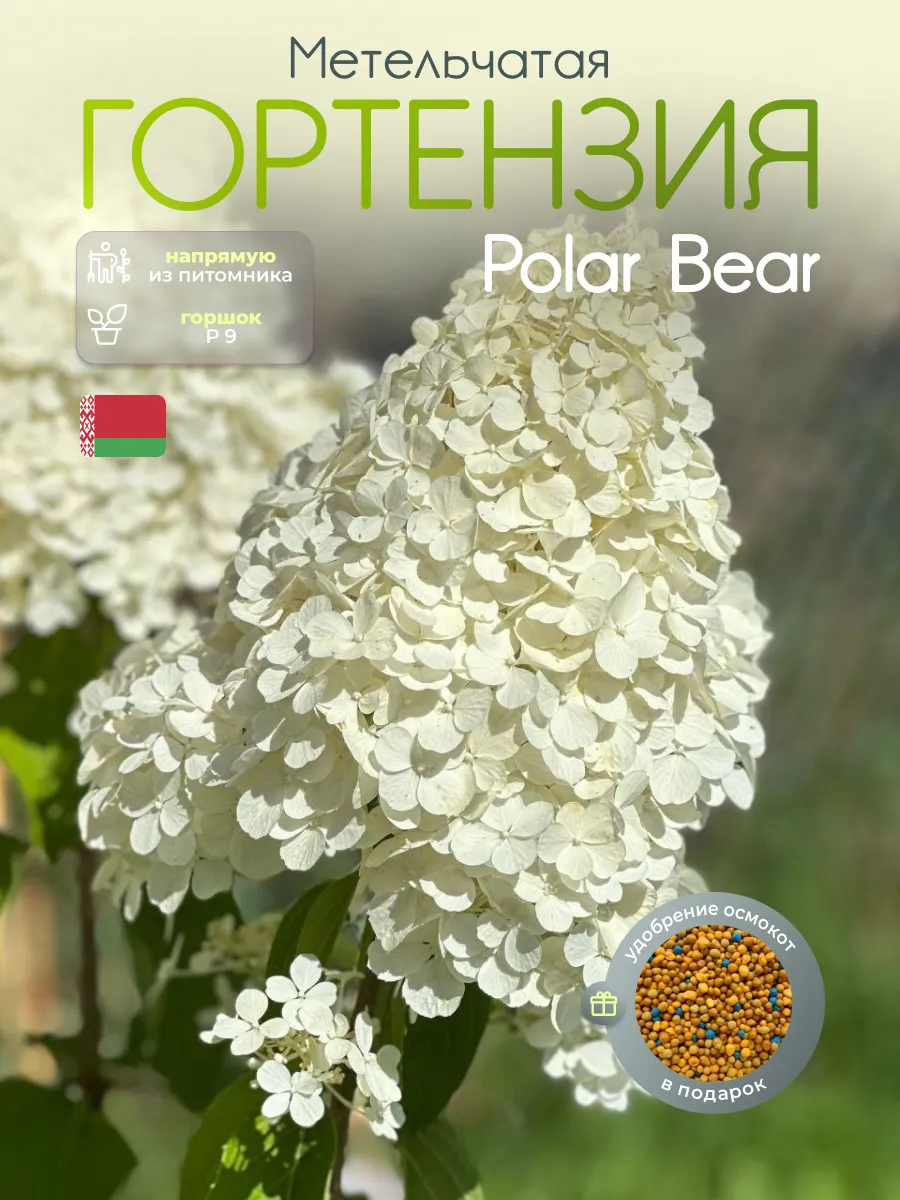 КФХ "Изумрудная миля" Метельчатая гортензия "Polar Bear"