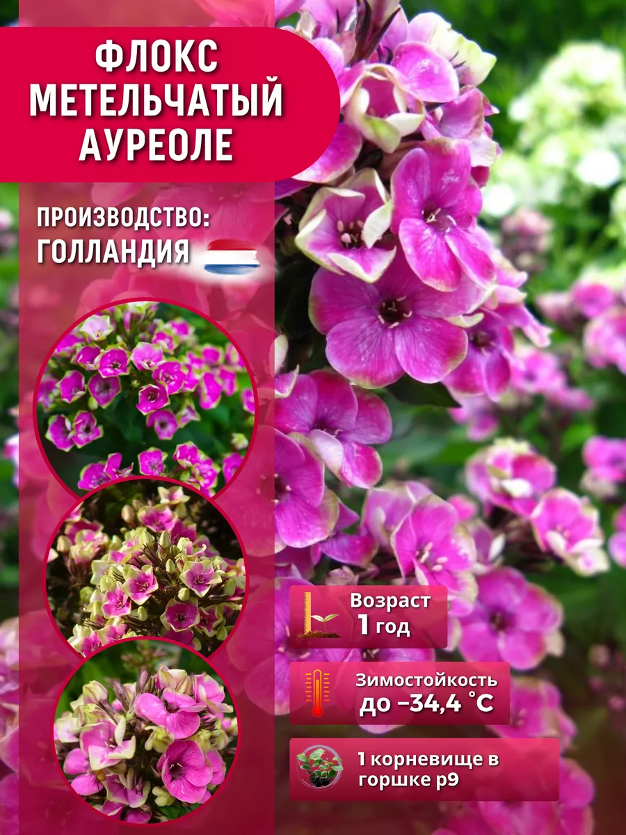 Wildberries — интернет-магазин модной одежды, обуви и аксессуаров
