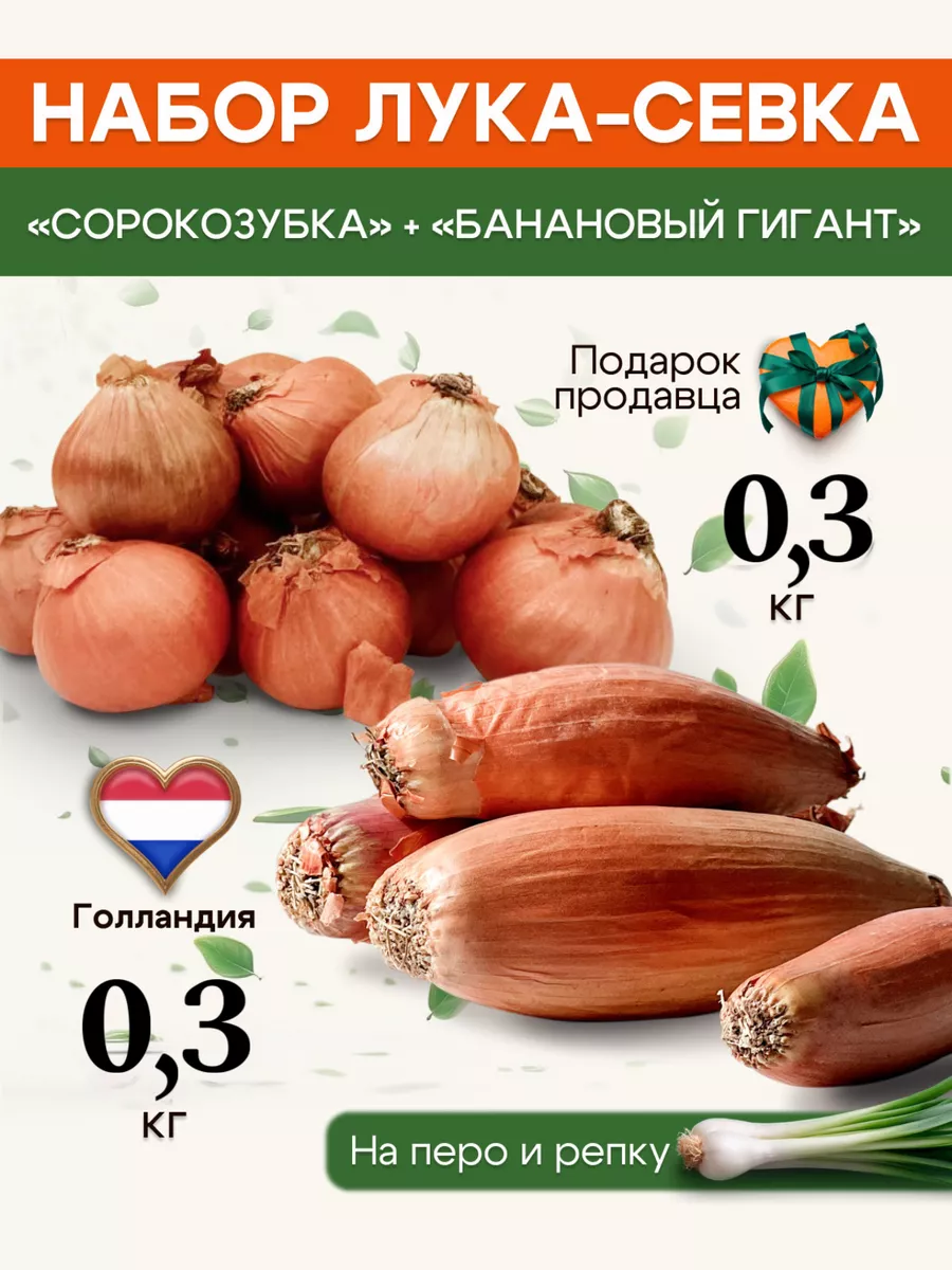 Лук-севок шалот сорокозубка 0 3 и шалот банановый гигант 0 3