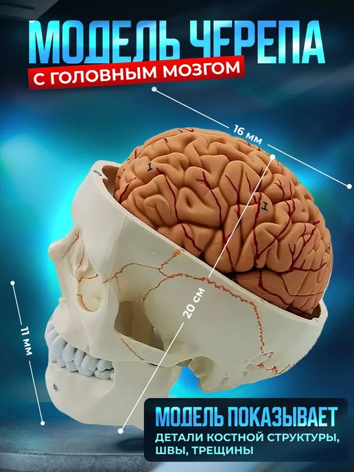 ЦЕНТР РАСПРОДАЖ Модель черепа Numbrain пронумерованная с головным мозгом