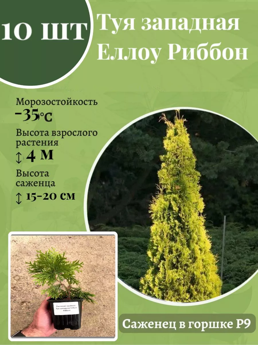 Туя западная Yellow Ribbon Агромир-питомник растений купить по цене 3 790 ₽  в интернет-магазине Wildberries | 228489823