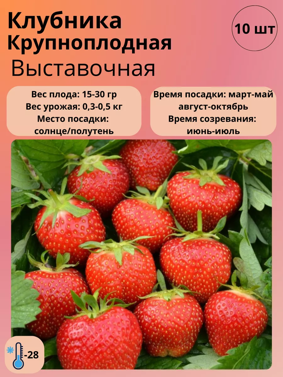 Harvest Garden Саженцы Клубники крупноплодной, 10 шт